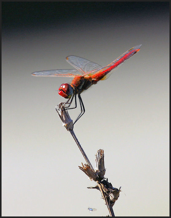 Sympetrum fonscolombii